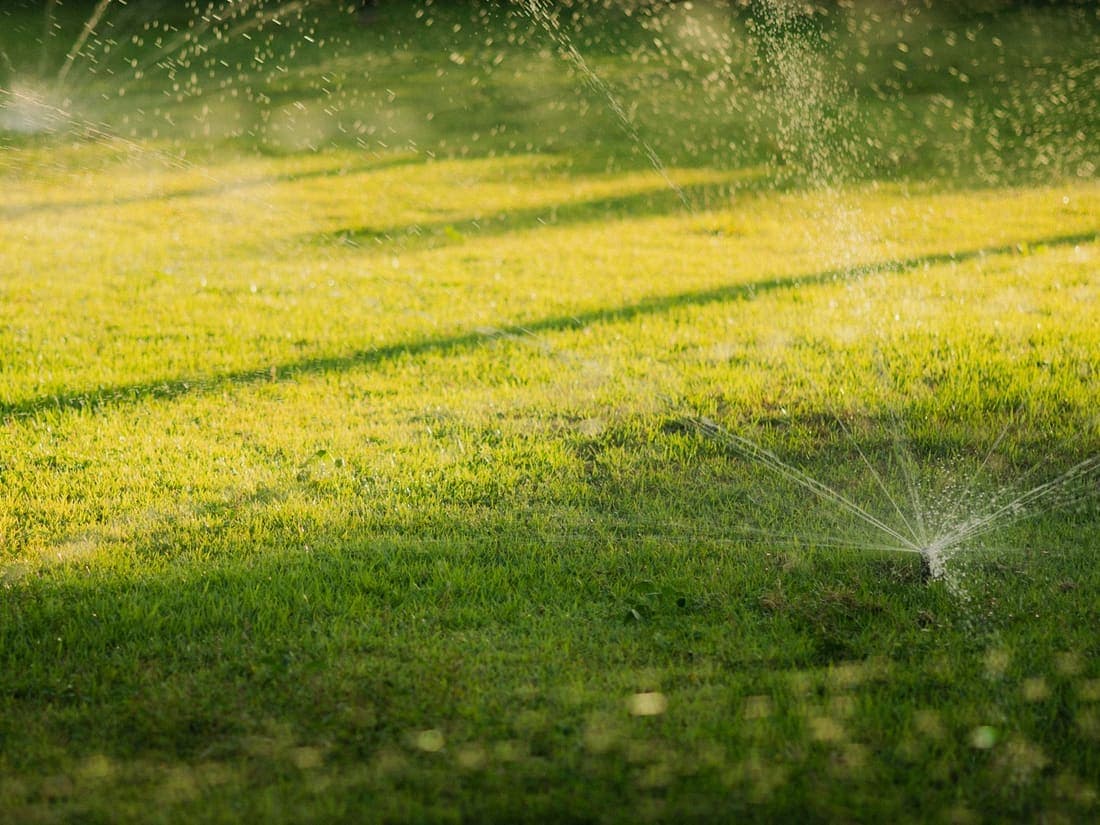 In-ground sprinkler heads watering a green lawn at sunset.
