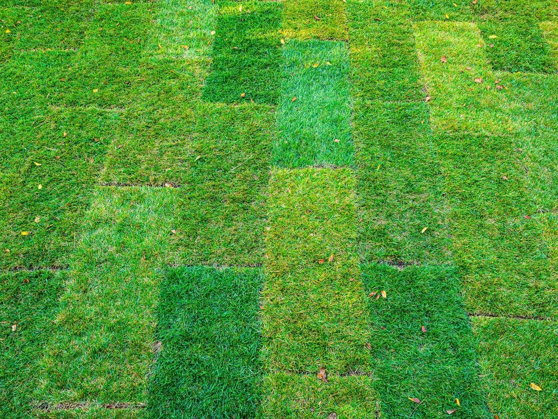 Freshly laid squares of sod knitting together into a new lawn.