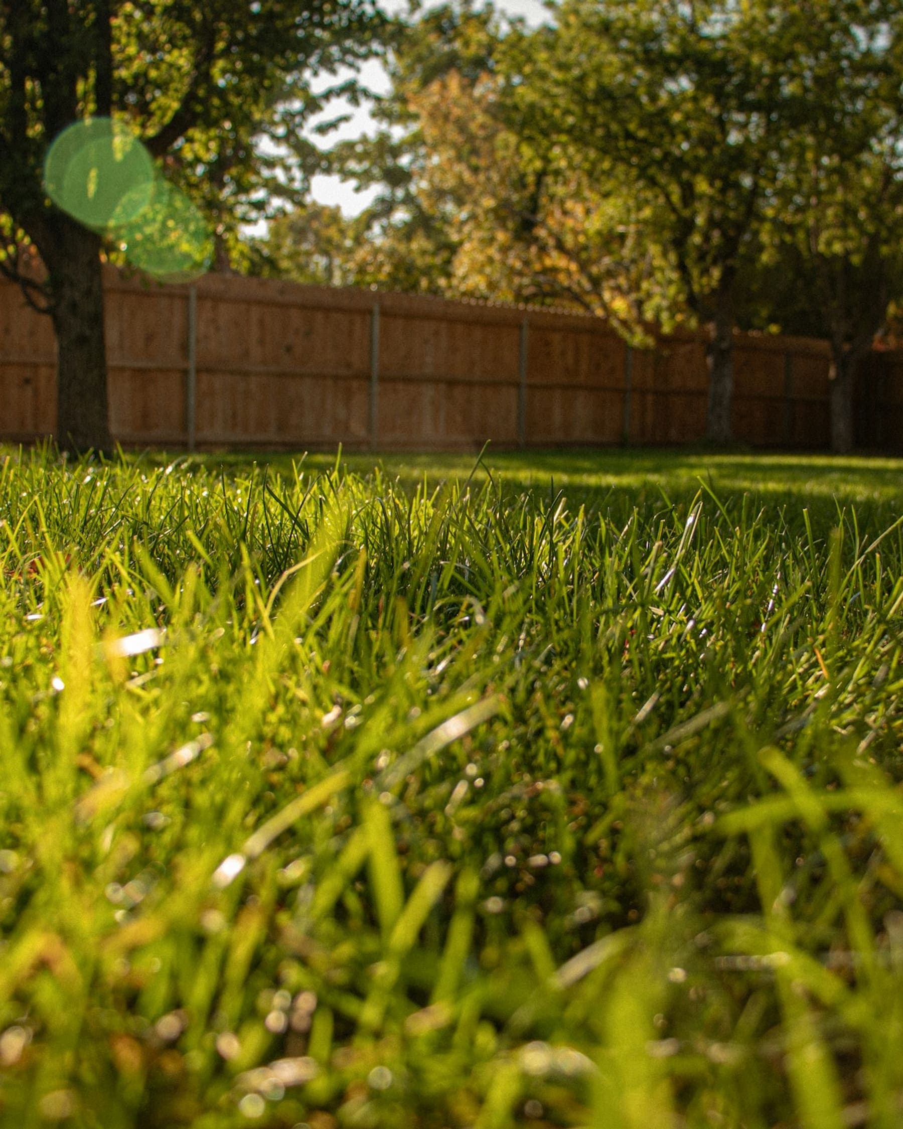 A healthy, well-kept residential back lawn in late afternoon light.